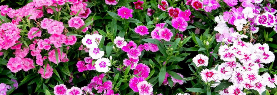 Rosa und weiße Blüten